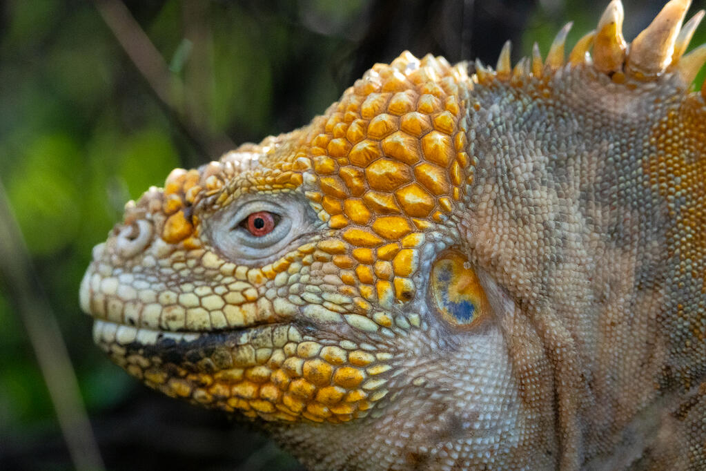 Galápagos