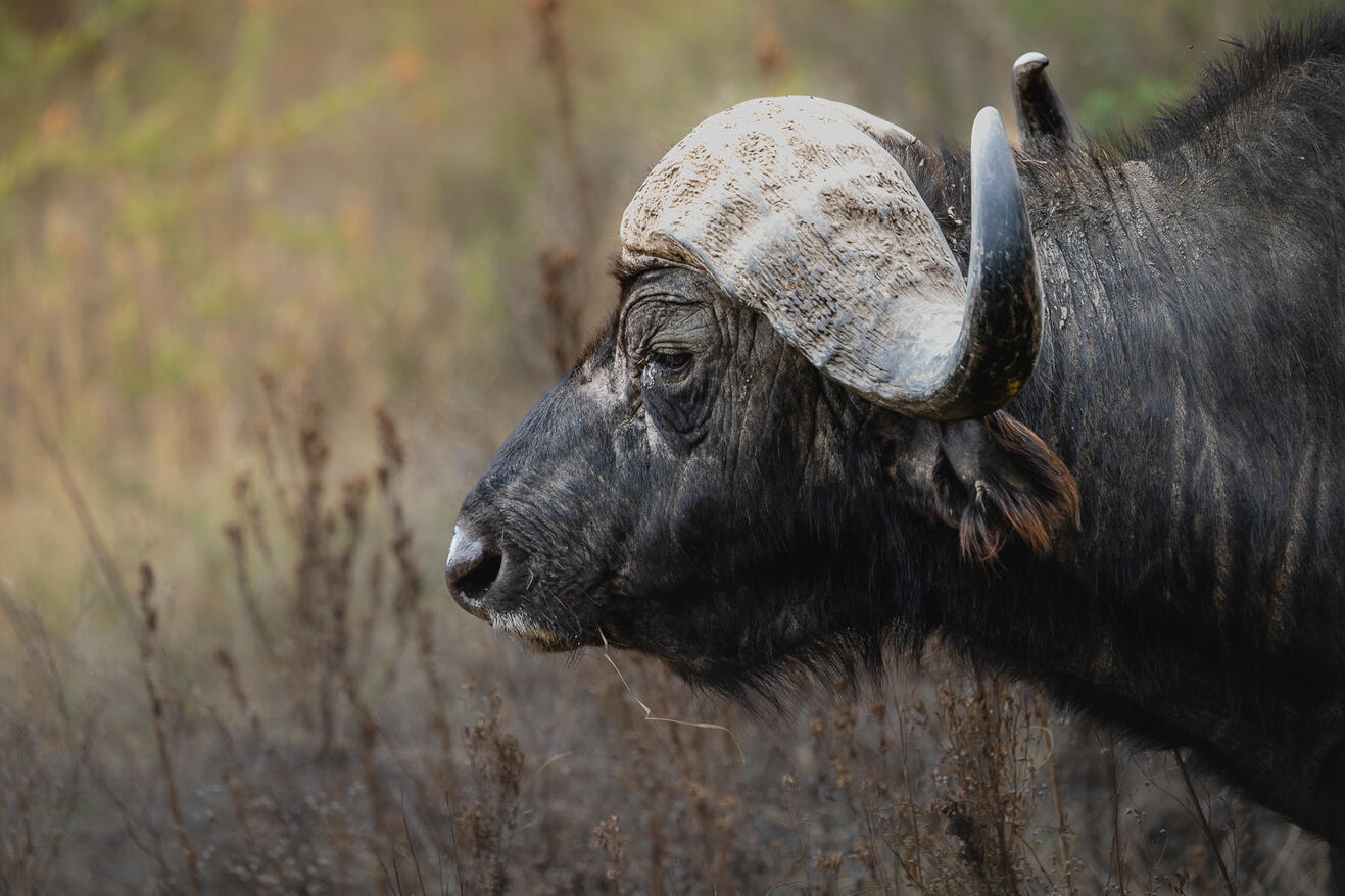 African buffalo