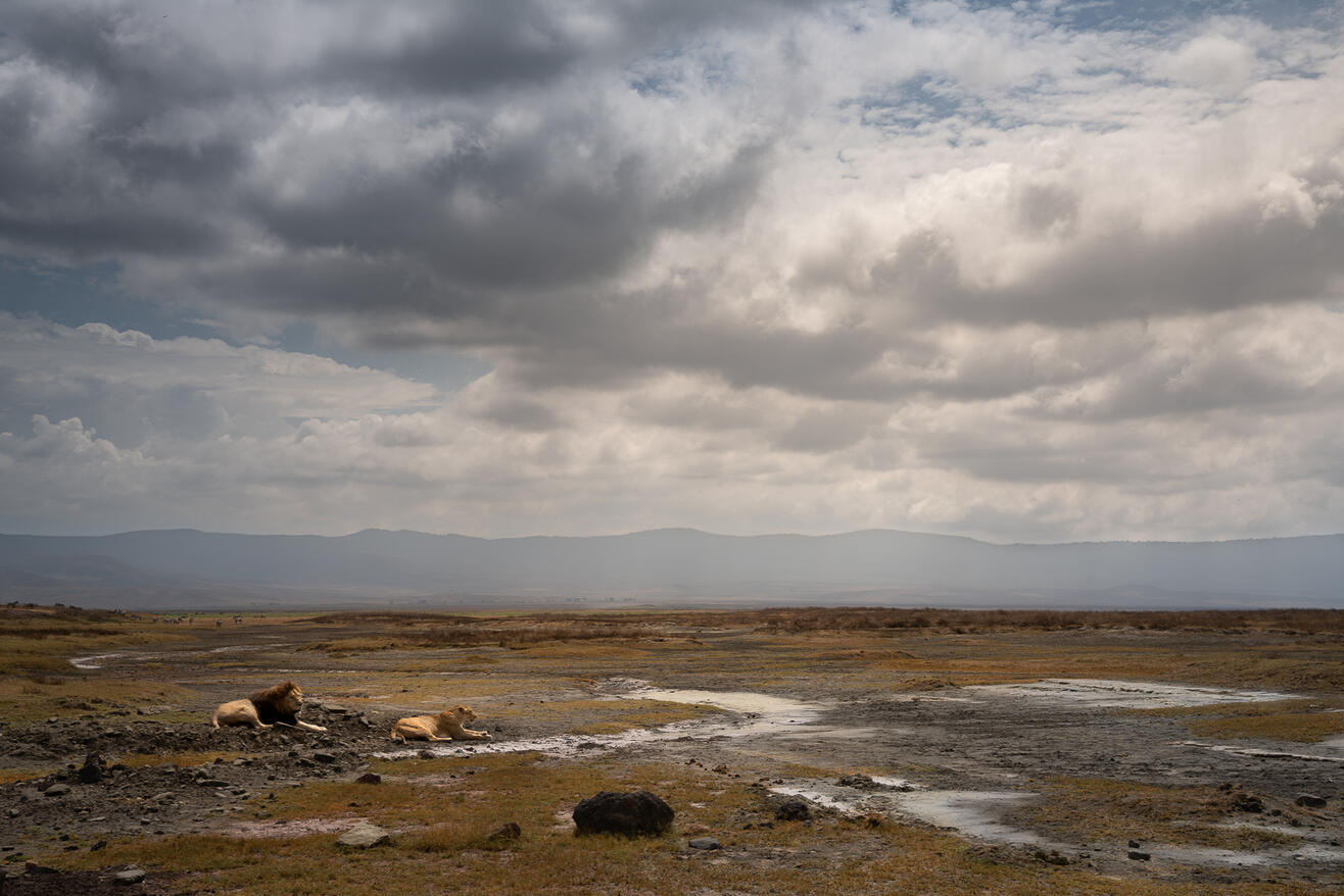 Pair of lions in the crater