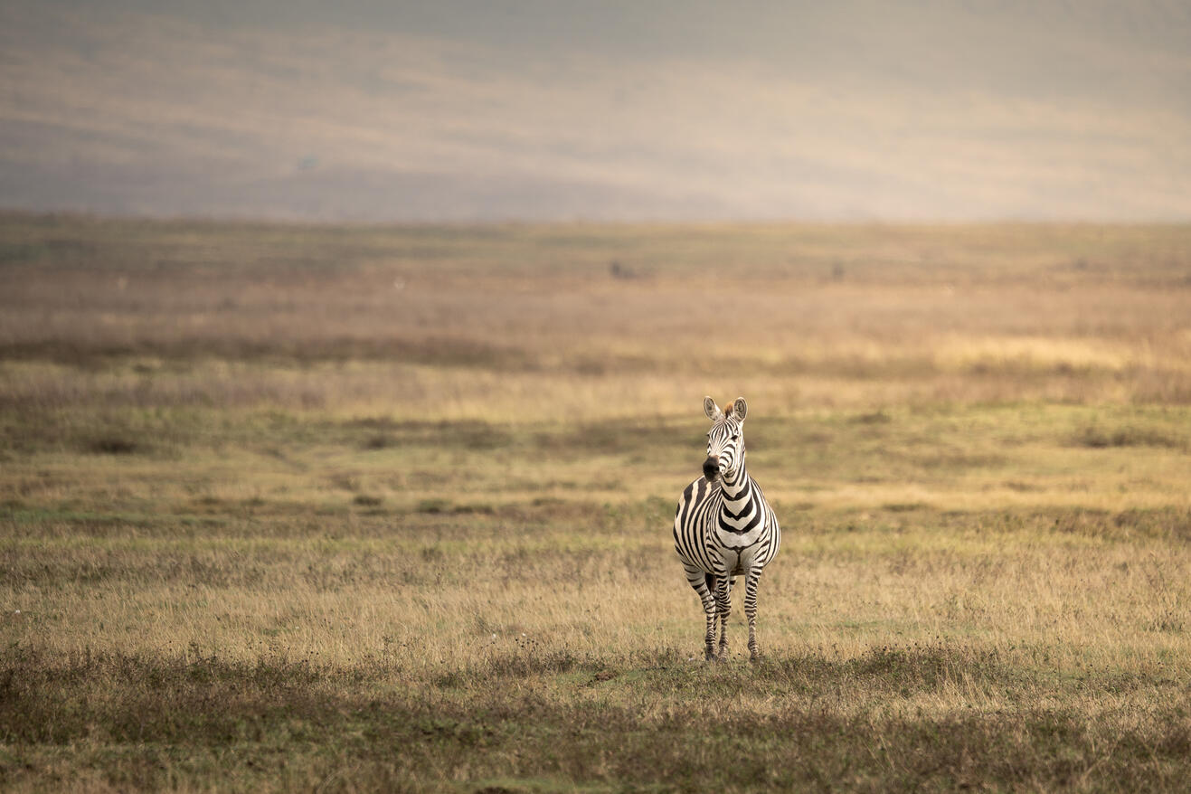 Zebra