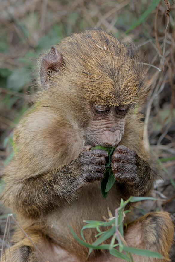 Young Olive baboon having a snack