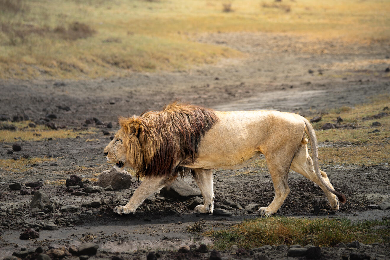 Lion on the move