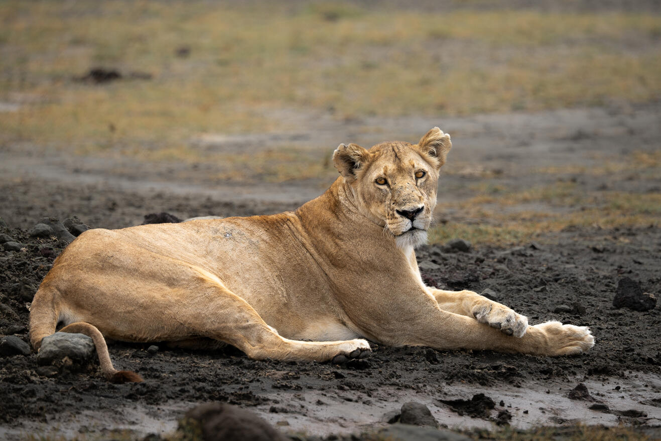 Resting lioness