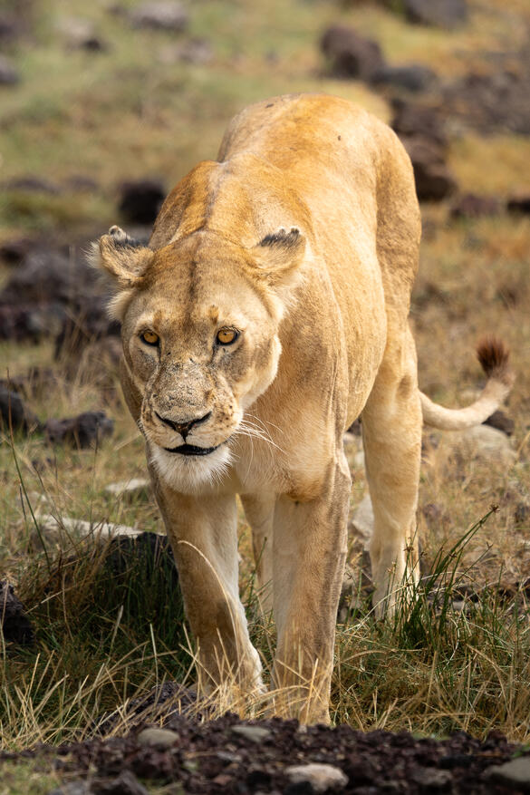 Lioness
