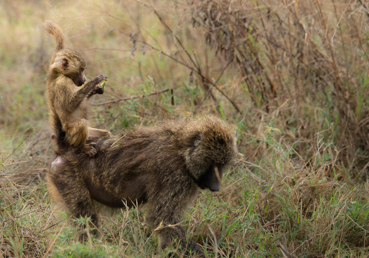 Olive baboons
