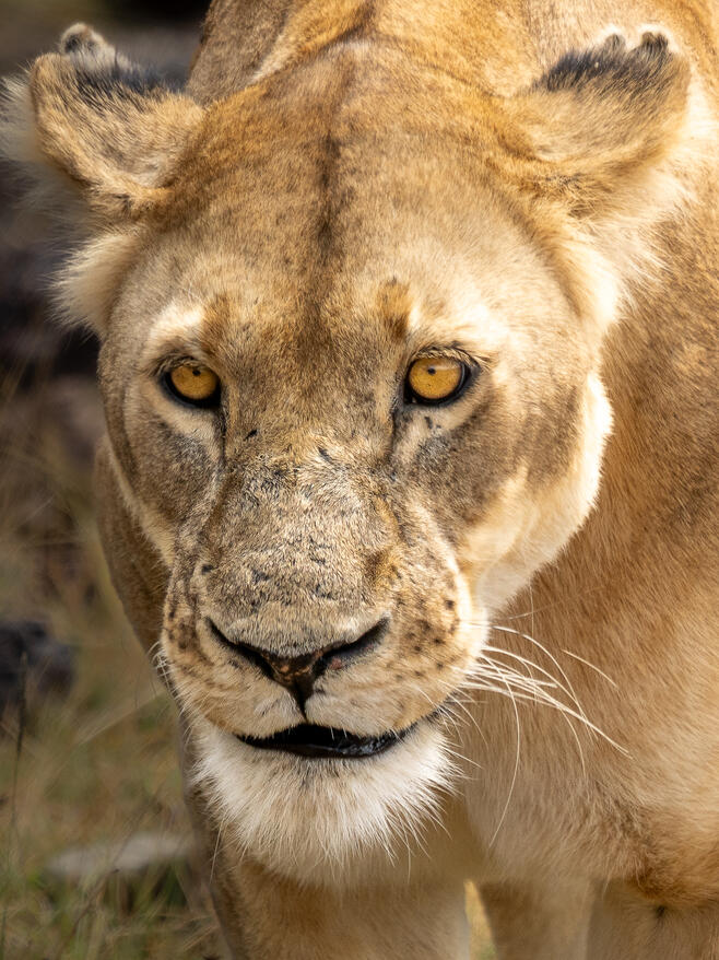 Portrait of a queen