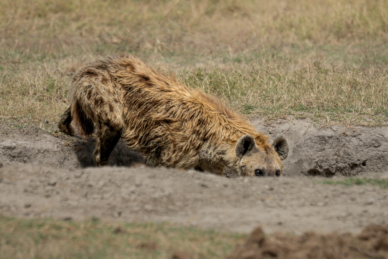 Spotted hyena