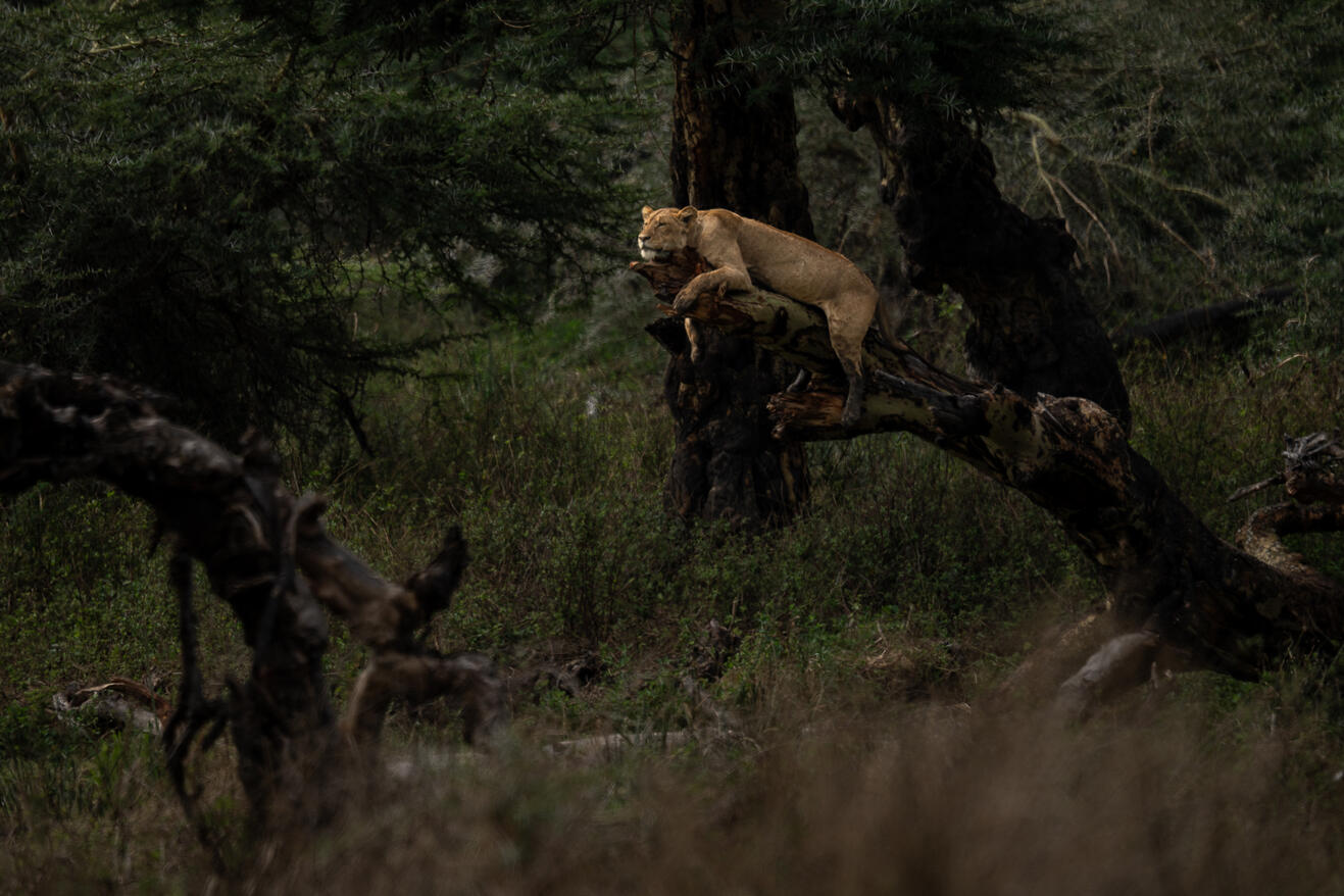 Perched lioness