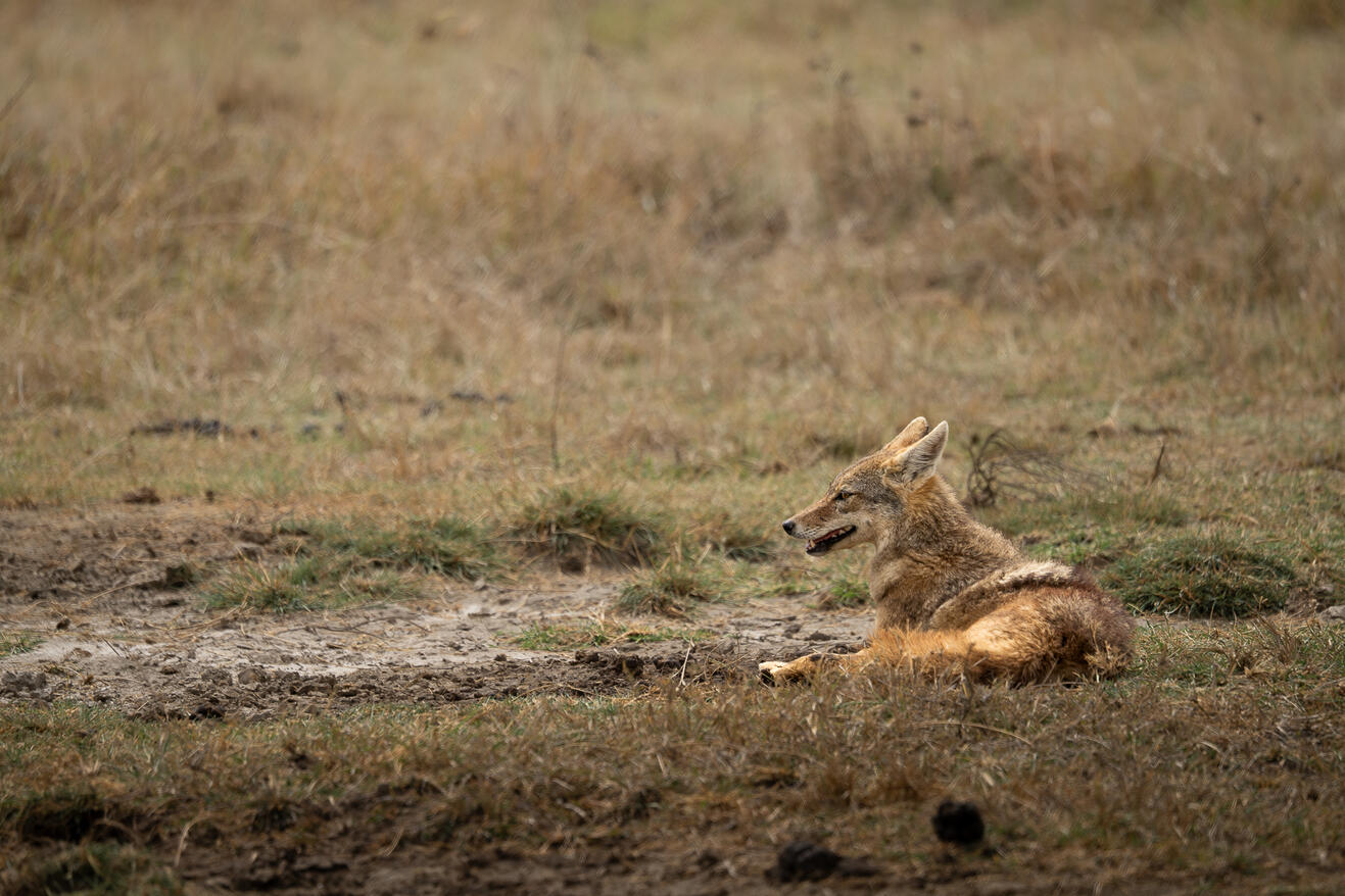 Golden jackal
