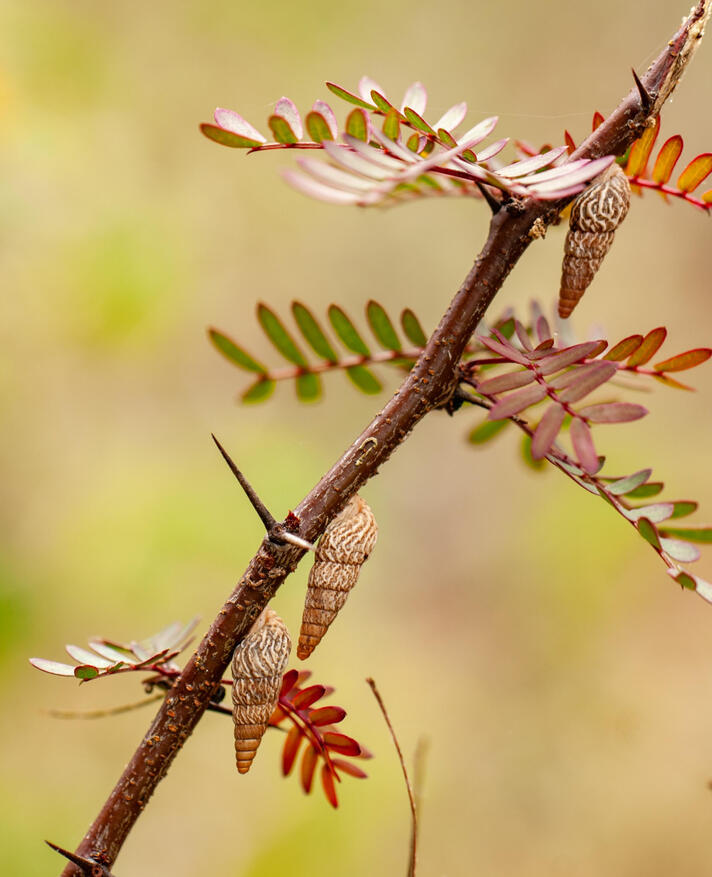 Naesiotus reibischi, Santa Cruz Island, Galápagos
